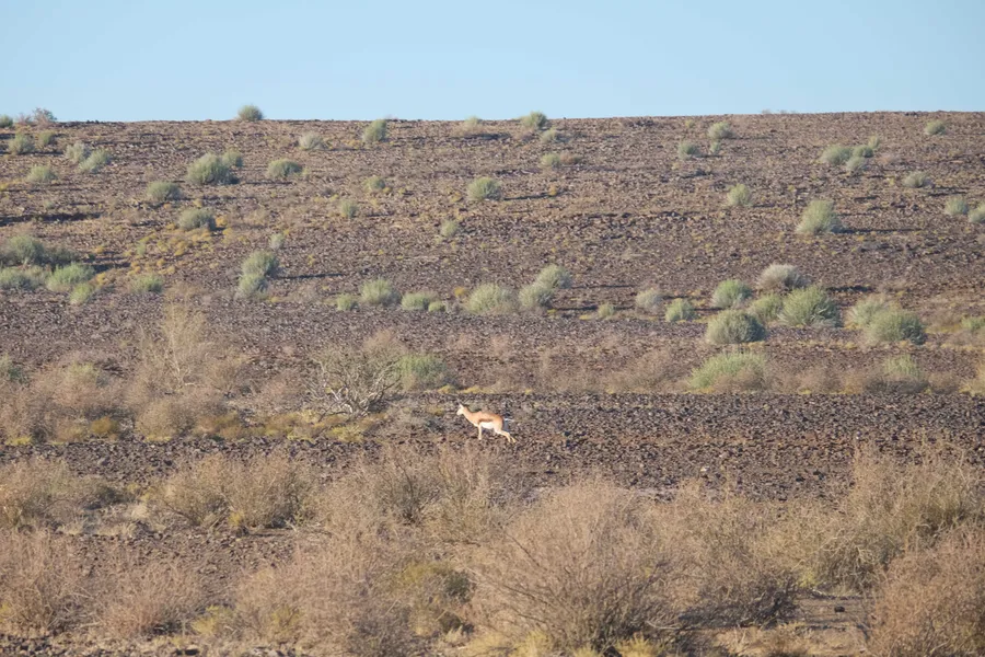A springbok, barely visible as a pale speck on a distant rocky hillside