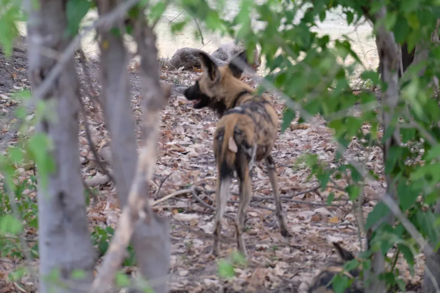 A wild dog seen through trees and leaves