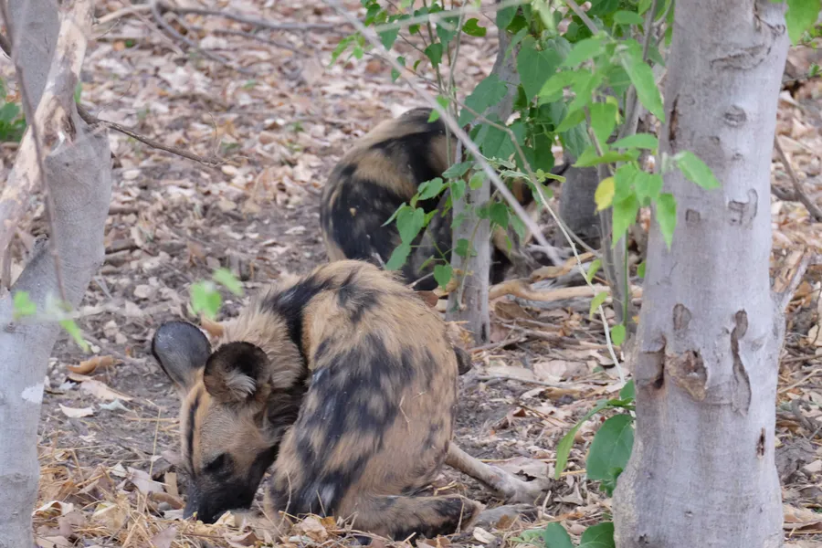 Two wild dogs together, one nuzzling the other's head