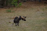 A wild dog crouched mid-motion, ears up, about to spring