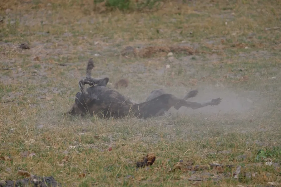 A wild dog rolling in the dust