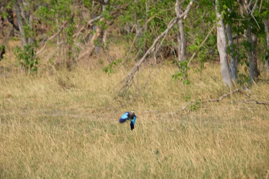 A roller flying low over grass, motion-blurred