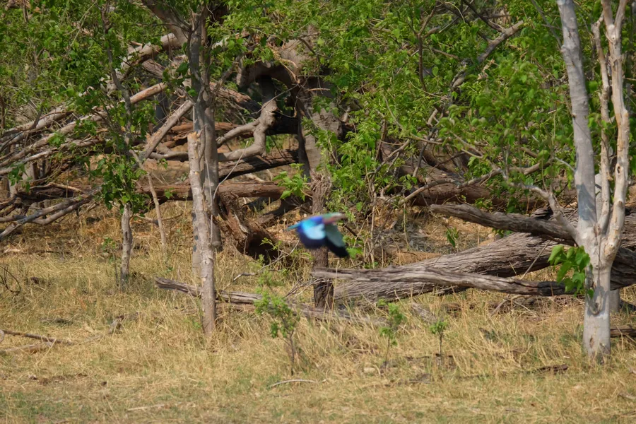A roller in flight toward branches, motion-blurred