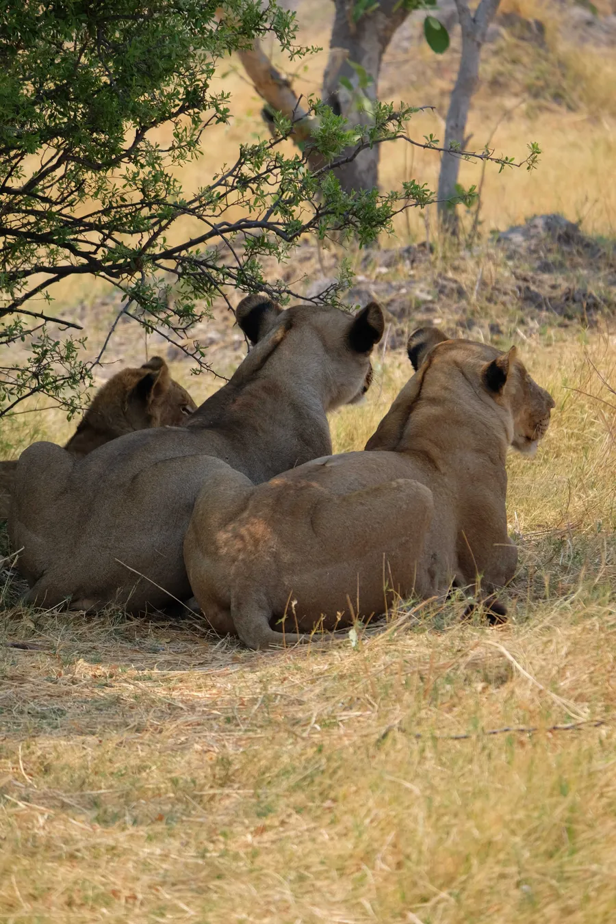 Three lions sitting under a tree, all facing the same direction, watching intently