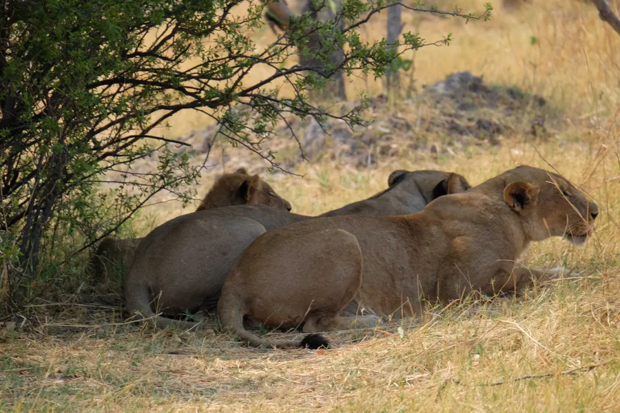 Three lions under a tree, backs to camera, watching outward