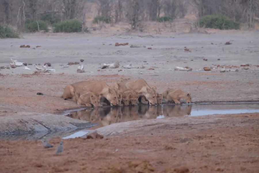 A whole pride of lions and cubs drinking together at a waterhole, reflected in the water