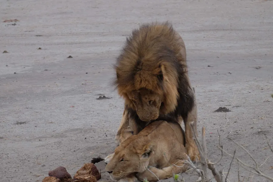One lion nuzzling its head into another lion lying down