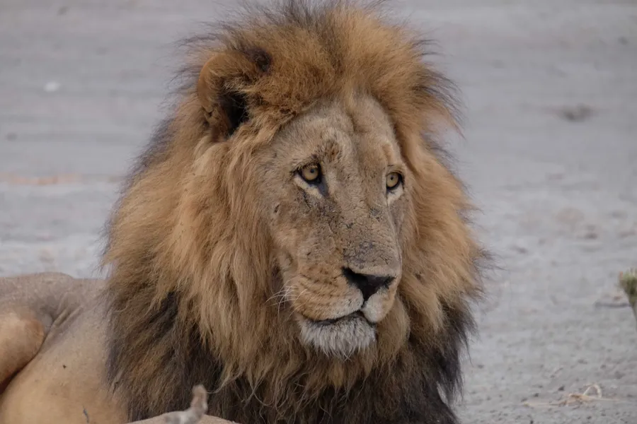 A male lion's face in close-up, staring past the camera