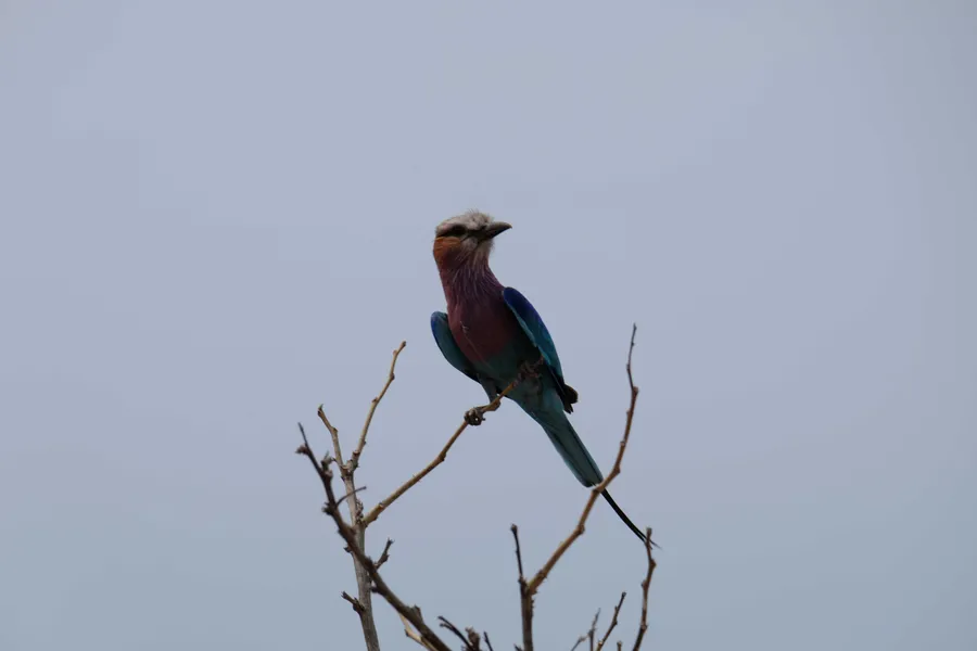 A lilac-breasted roller perched still on a branch tip